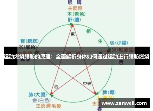 运动燃烧脂肪的原理：全面解析身体如何通过运动进行脂肪燃烧